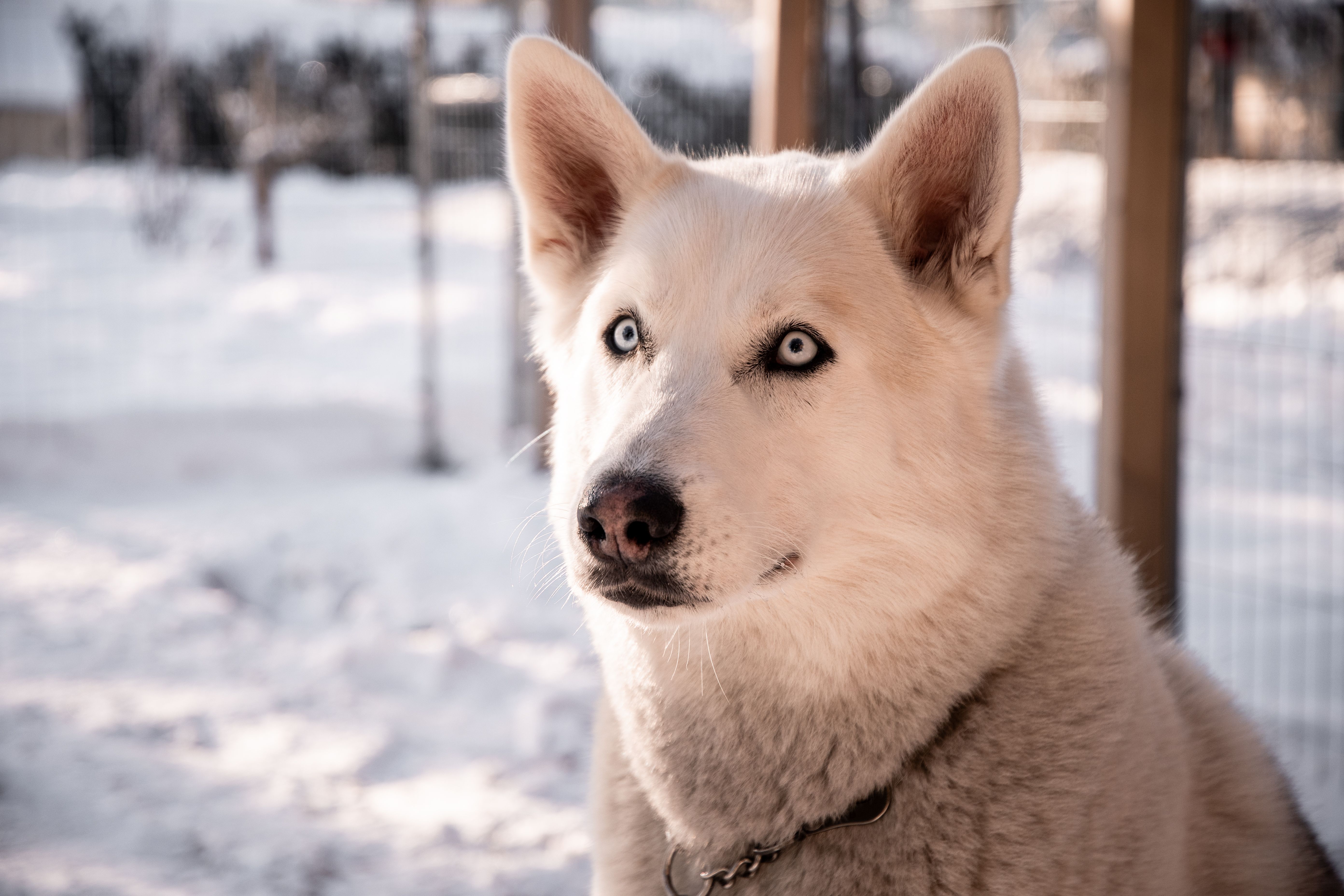Majestic Siberian Husky in Snowy Winter Landscape · Free Stock Photo