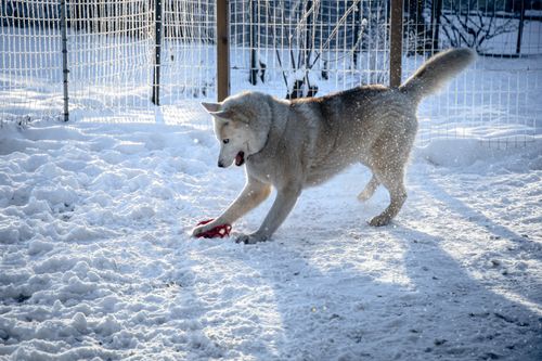Free Siberian Husky joyfully playing with a red toy in snowy outdoor fenced area. Stock Photo