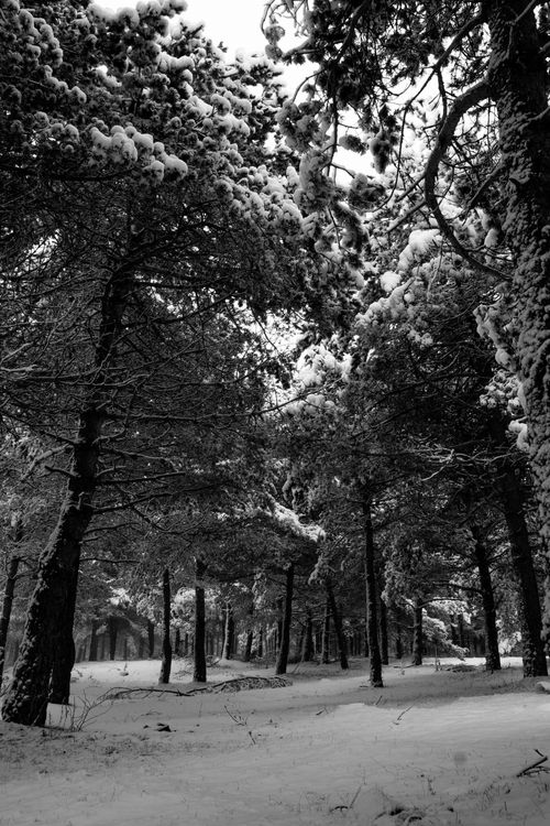 Free Black and white image of a snowy pine forest in winter. Stock Photo