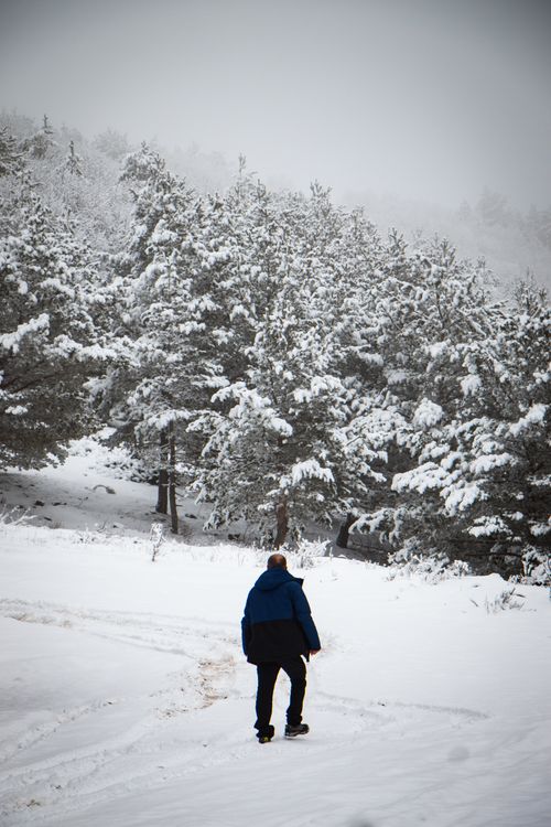 Free A person walks through a snowy forest, surrounded by winter trees. Stock Photo
