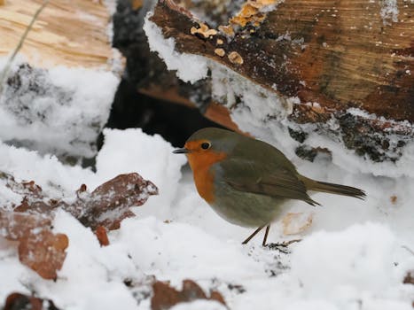 Un pettirosso europeo appollaiato sulla neve accanto al bosco, che mette in mostra la bellezza della natura invernale.