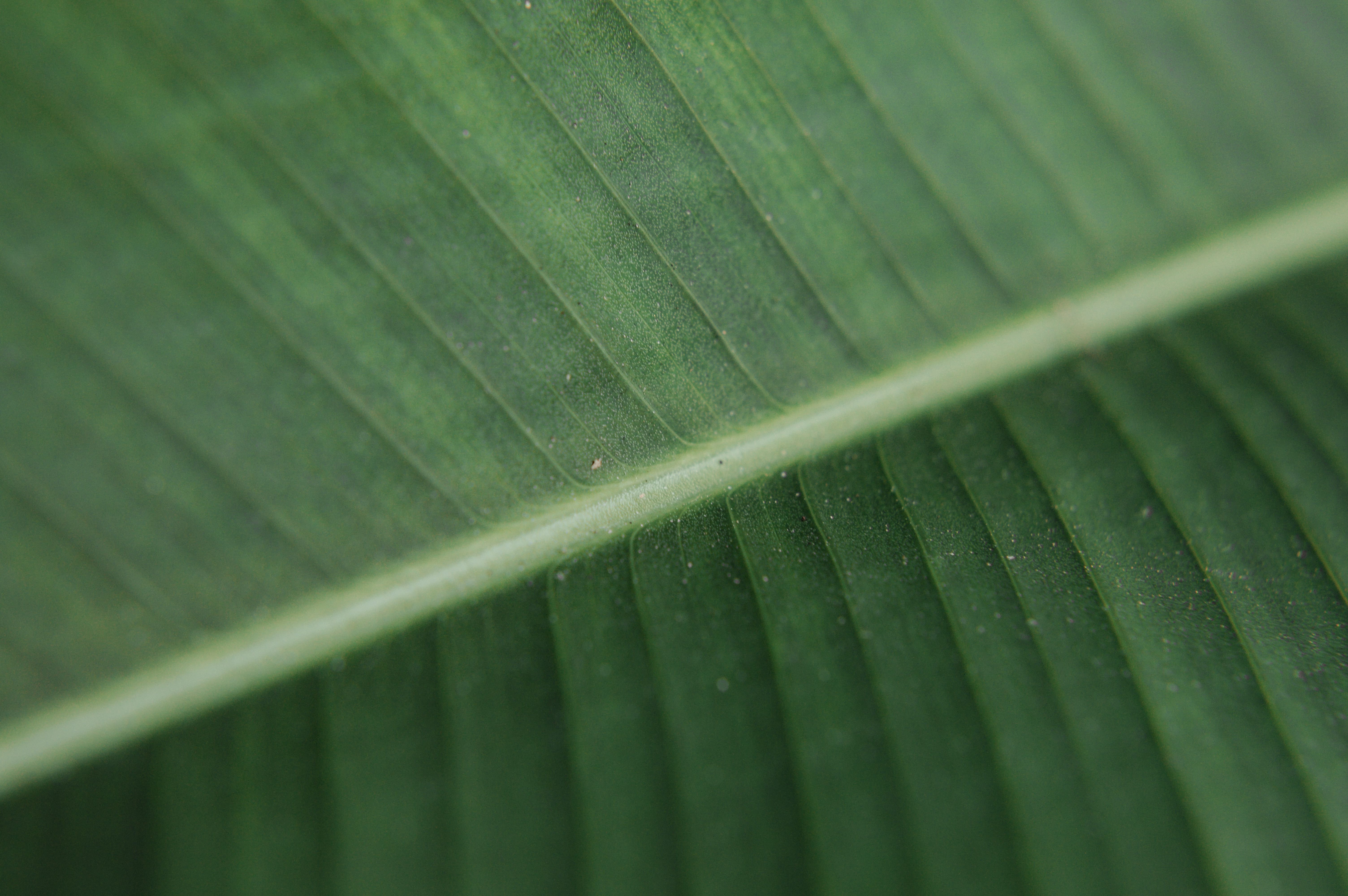 Gratuit Vedere detaliată a unei frunze de bananier verde luxuriante care își prezintă textura naturală. Fotografie de stoc