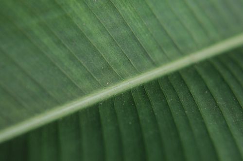 Gratuit Vedere detaliată a unei frunze de bananier verde luxuriante care își prezintă textura naturală. Fotografie de stoc
