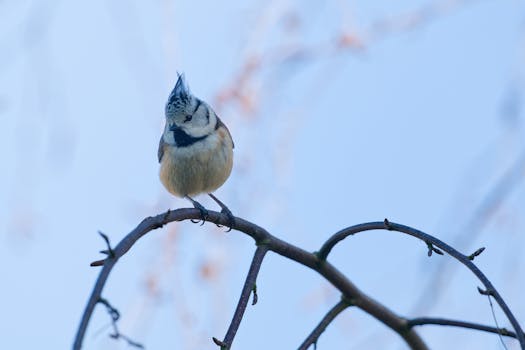 Cincia dal ciuffo appollaiata su un ramo contro un cielo azzurro e terso, che mette in mostra la sua caratteristica cresta.