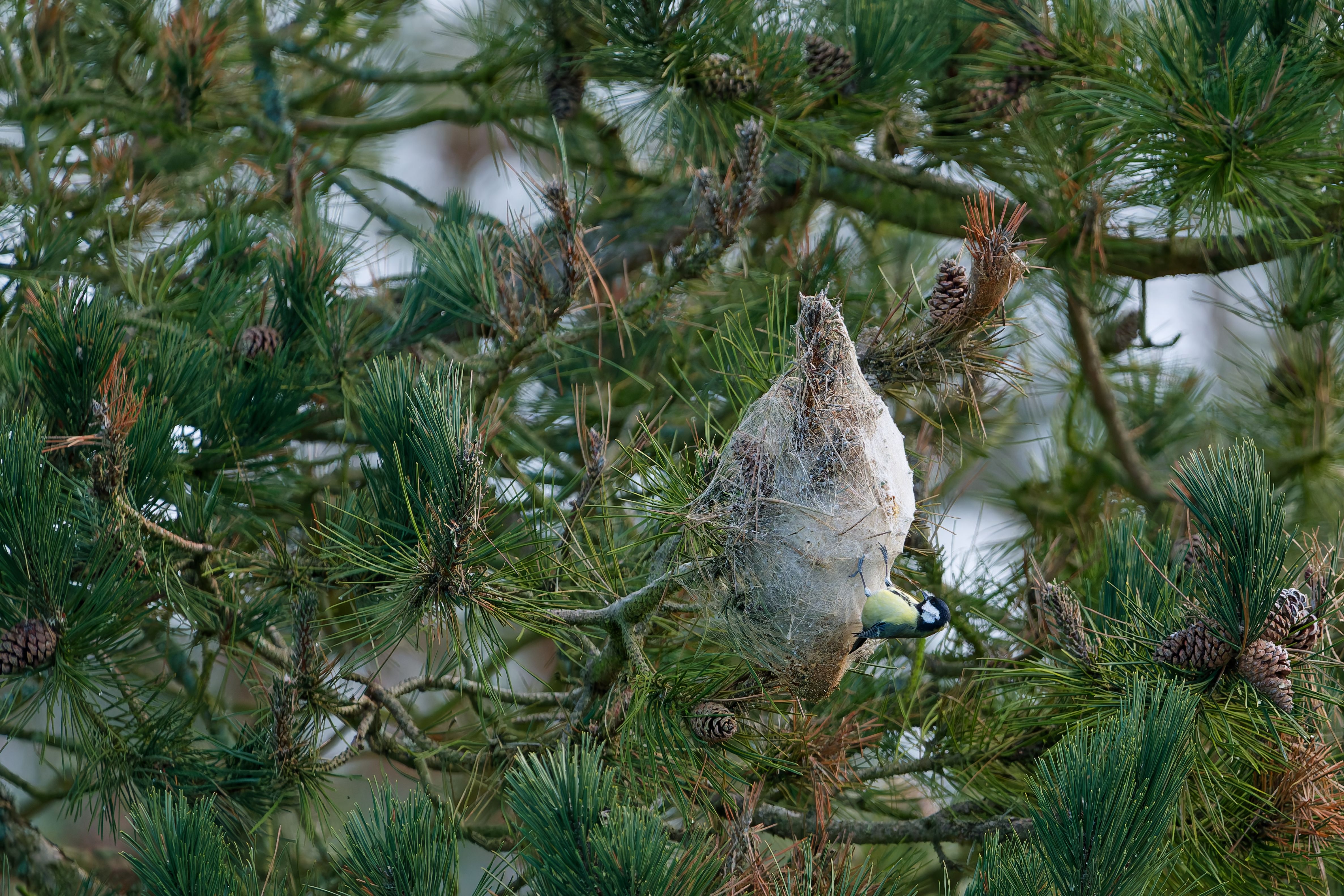 Vogelhaus aus Naturmaterial selber bauen: 8 DIY-Ideen — Schritt-für-Schritt-Anleitung