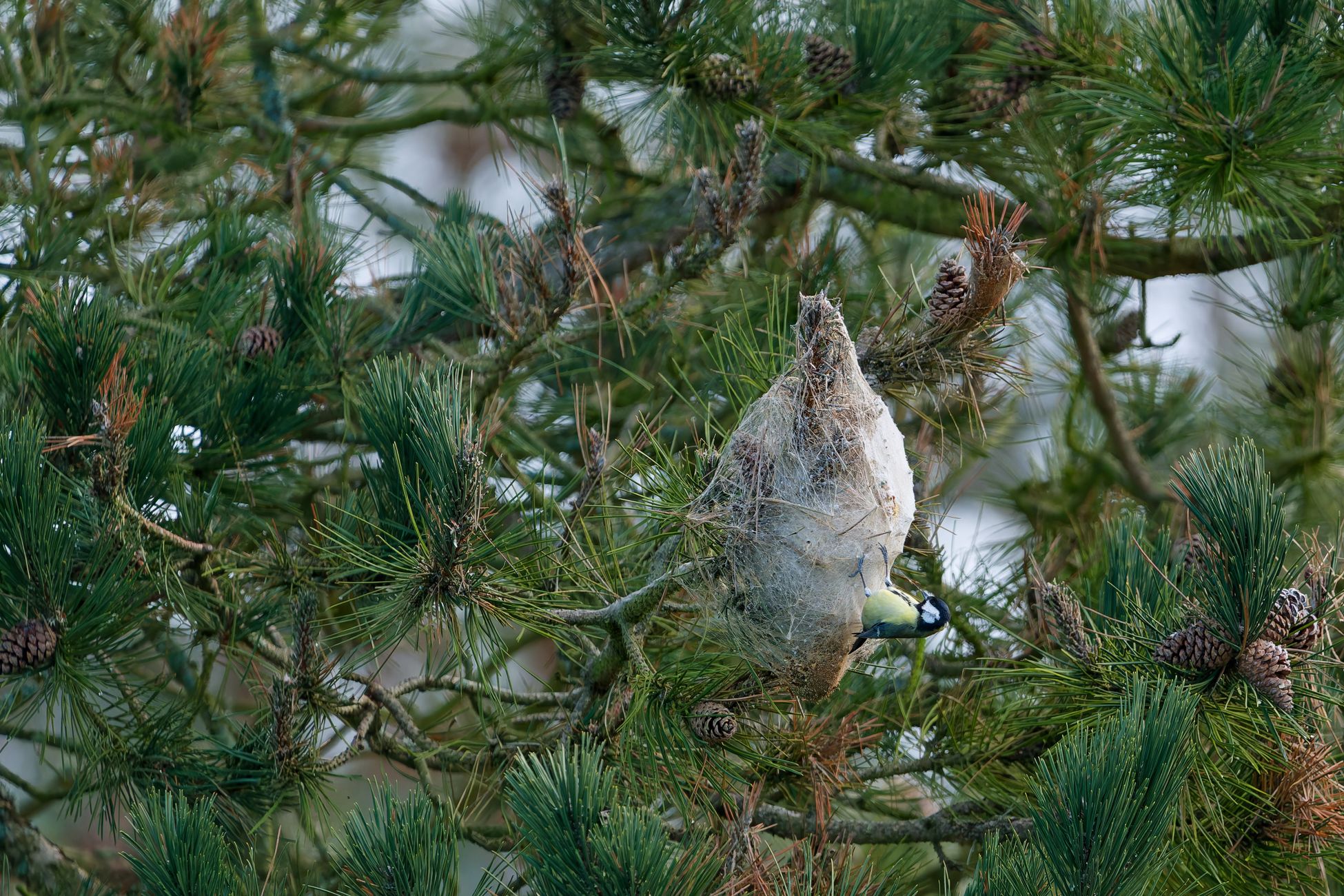 Plaagrups veroorzaakt overlast en gezondheidsklachten in Hoogeveen