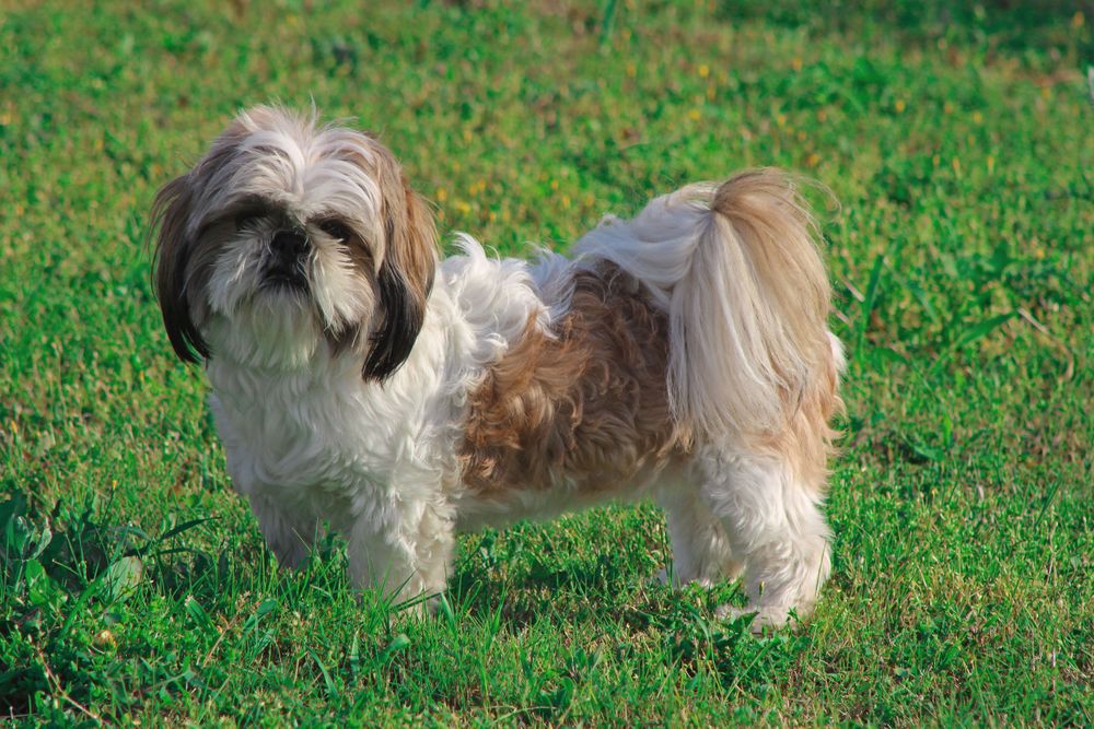 Shih Tzu, photo 3