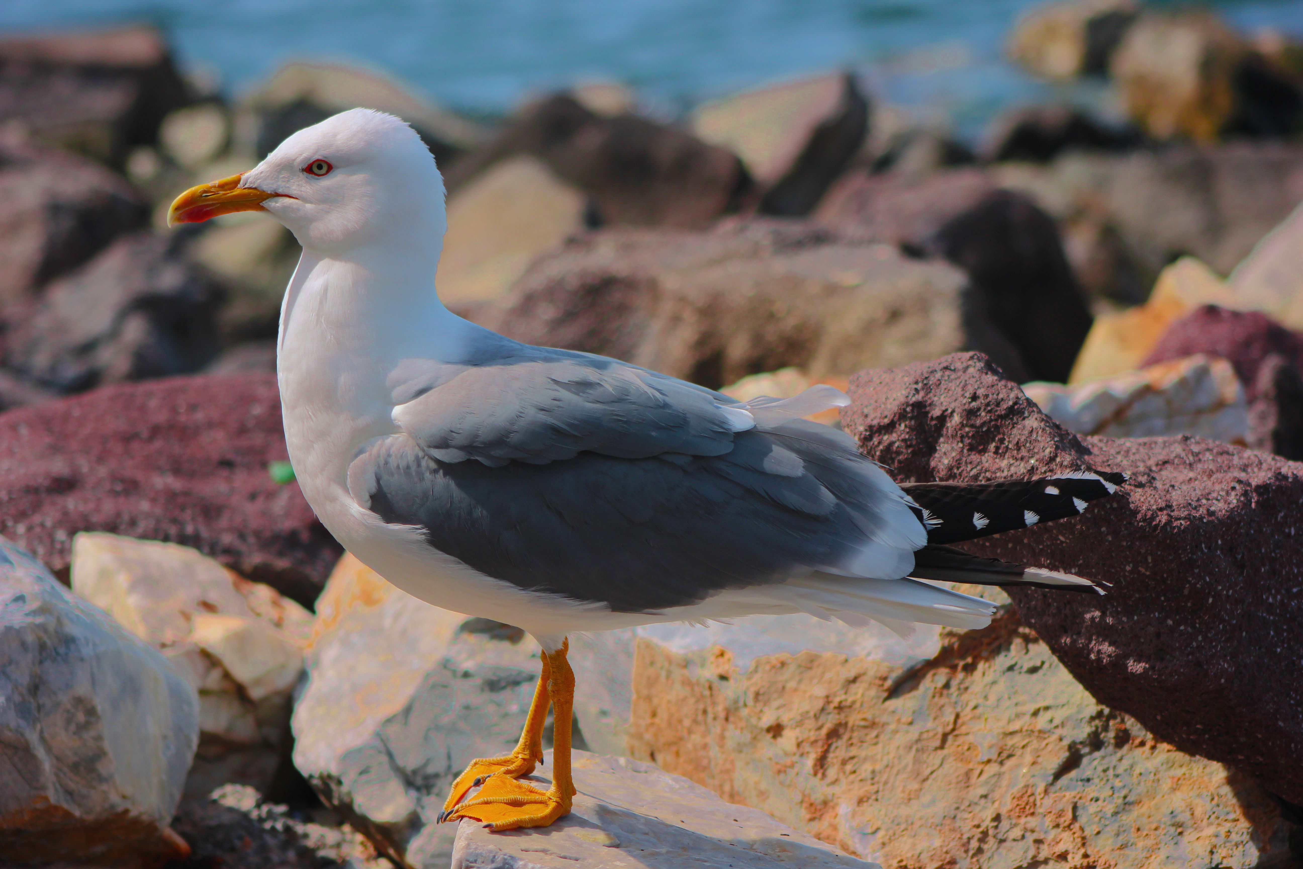 Majestic Seagull Perched on Coastal Rocks · Free Stock Photo