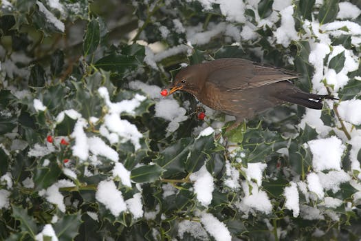 Un merlo europeo appollaiato su un cespuglio di agrifoglio coperto di neve, con una bacca rossa nel becco.