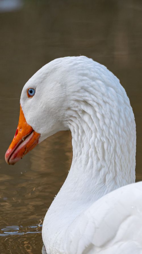 Free Detailed portrait of a white goose with orange beak at Polesworth pond, England. Stock Photo