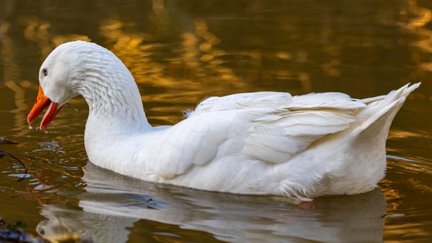 A white goose leisurely swimming on a tranquil body of water with golden reflections.