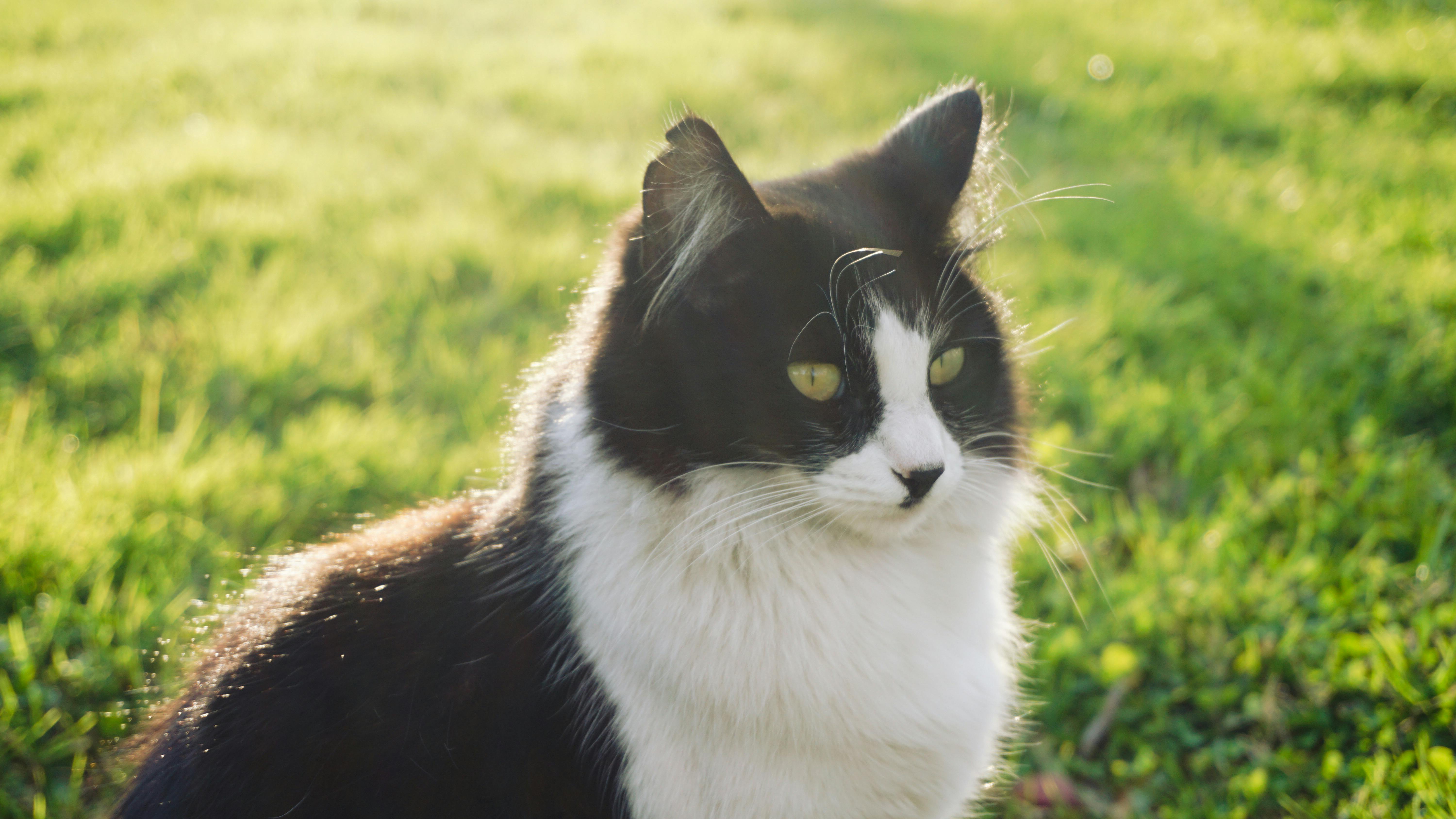 pexels-photo-35611758.jpeg?auto=compress&cs=tinysrgb&h=650&w=940