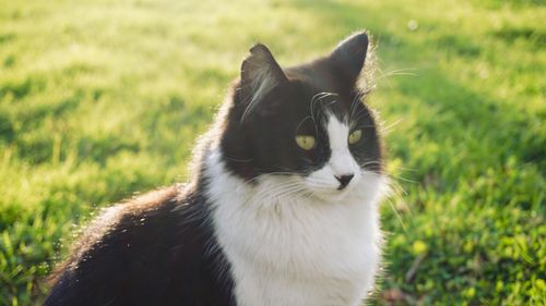 Free Charming black and white cat basking in the sun surrounded by green grass in Bursa, Türkiye. Stock Photo