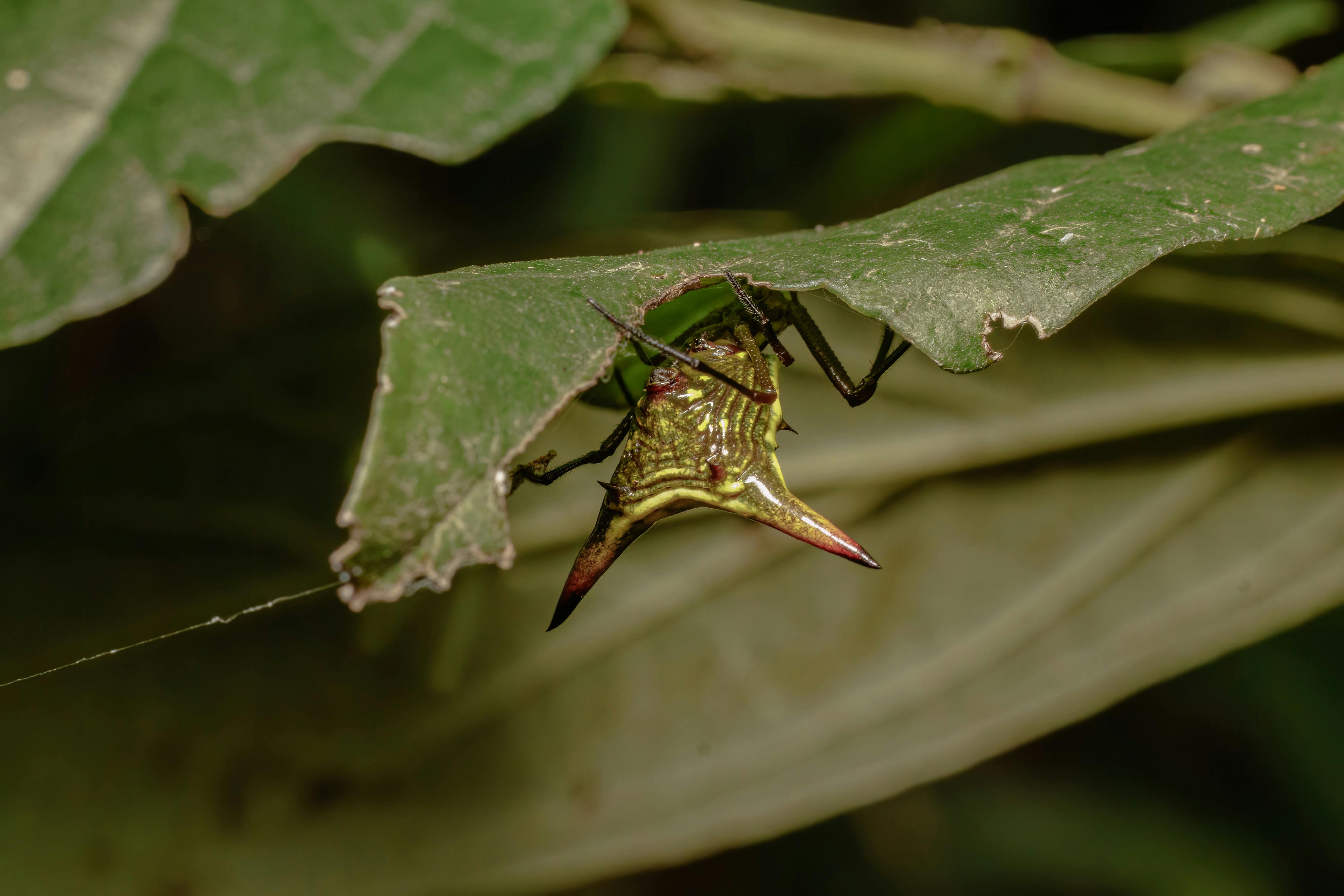 自由廣場預算不應被忽視，國防預算同樣重要！