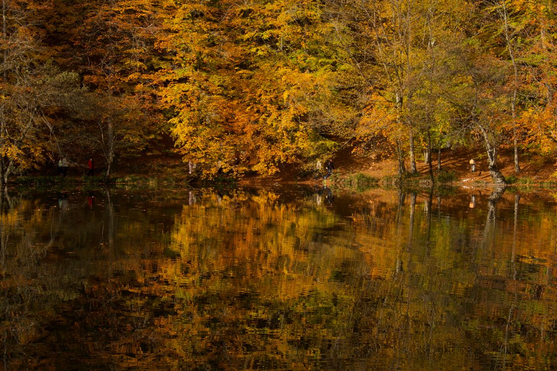 Fall Forest Reflection Serene Autumn Forest Reflection in Lake · Free Stock Photo