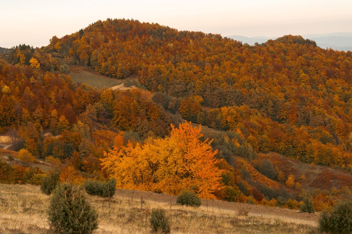 Vibrant Autumn Forest Landscape at Sunset · Free Stock Photo