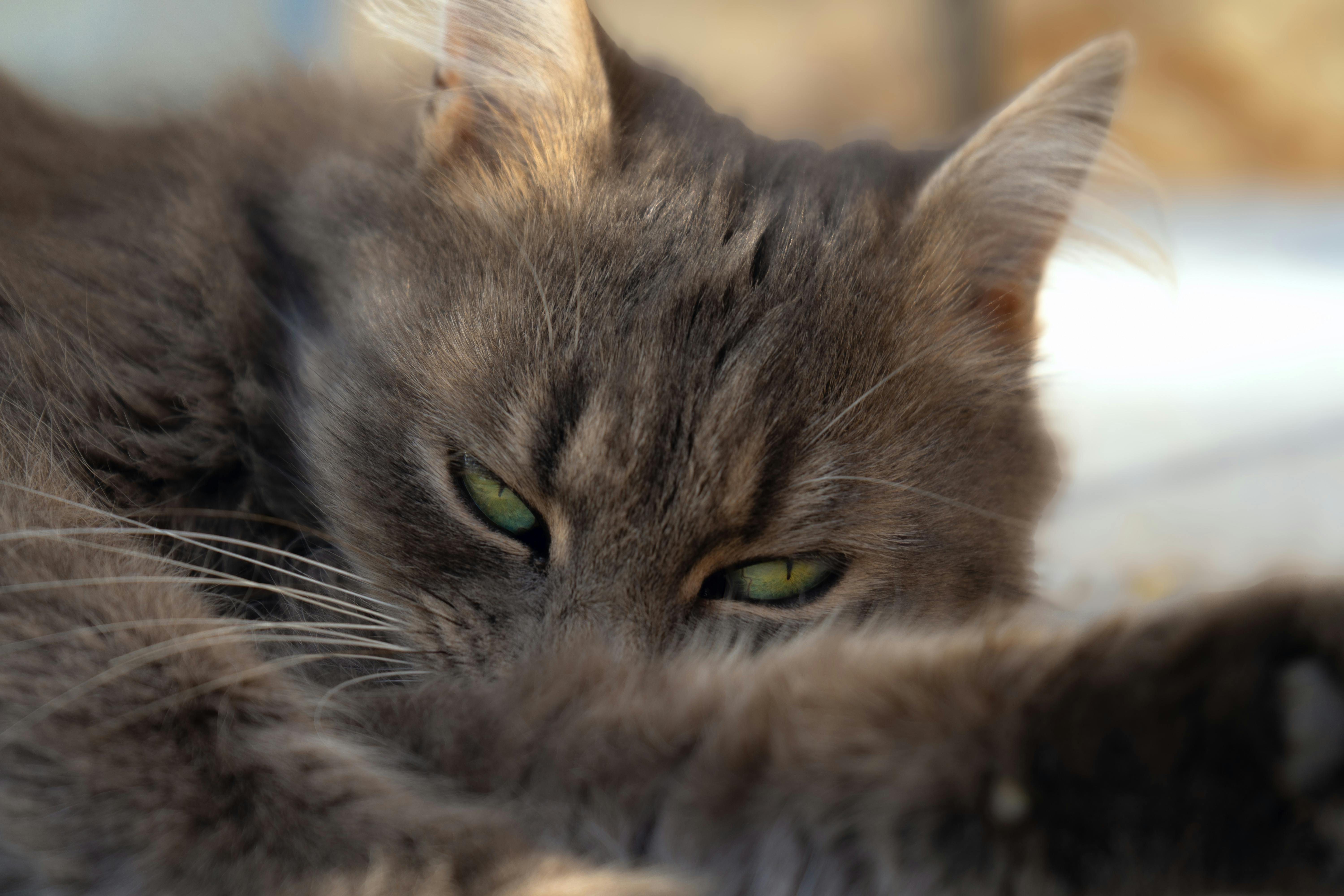 pexels-photo-35612211.jpeg?auto=compress&cs=tinysrgb&h=650&w=940