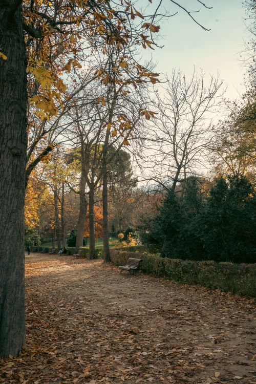 Free Tranquil park path in autumn with fallen leaves and empty bench. Stock Photo