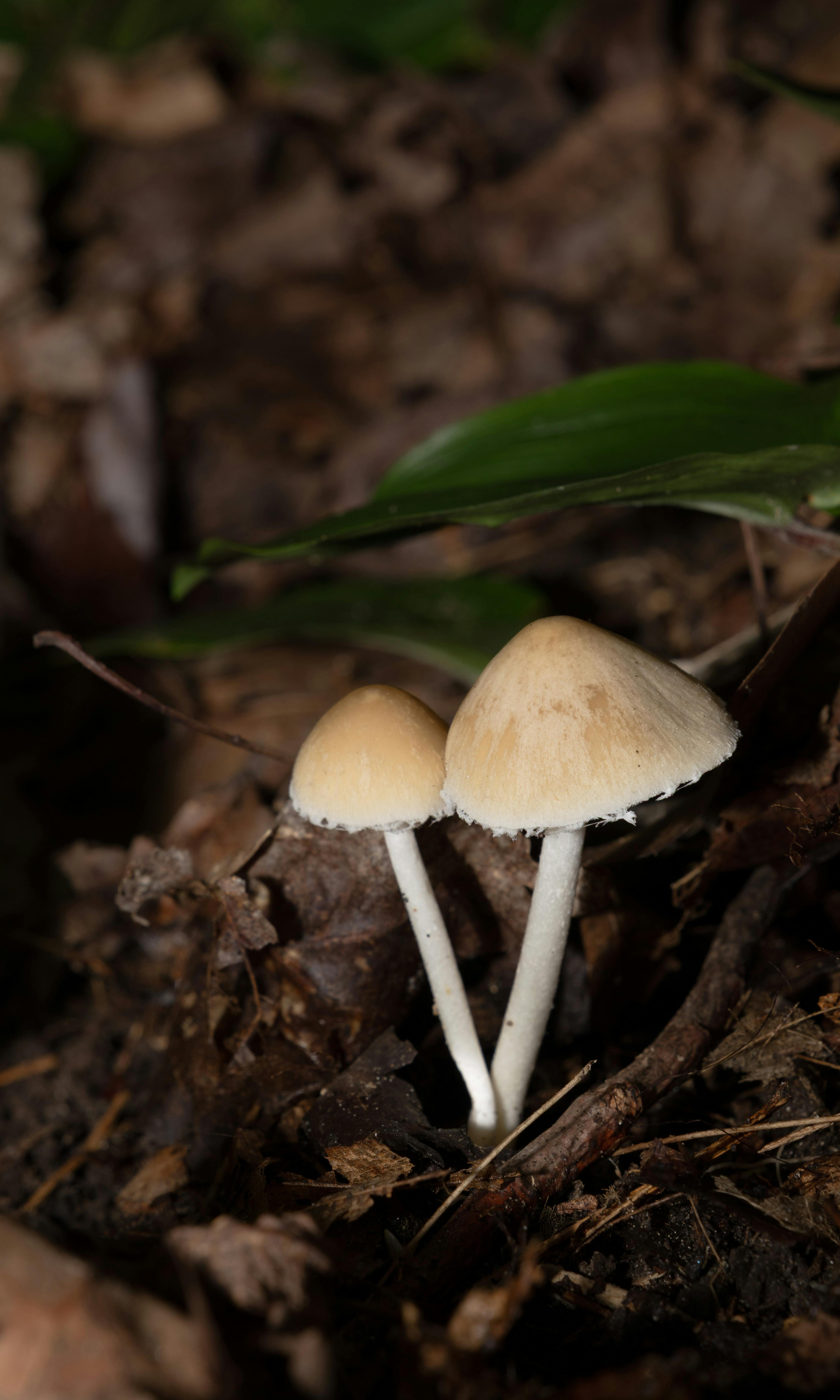 Close-up of two mushrooms in a natural forest setting, highlighting earthy tones.