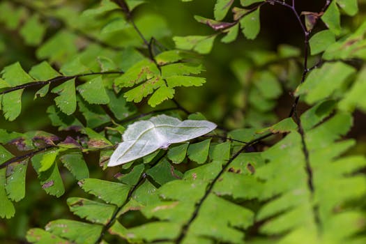 Close-up of a white moth resting on vibrant green fern leaves, showcasing nature's beauty.