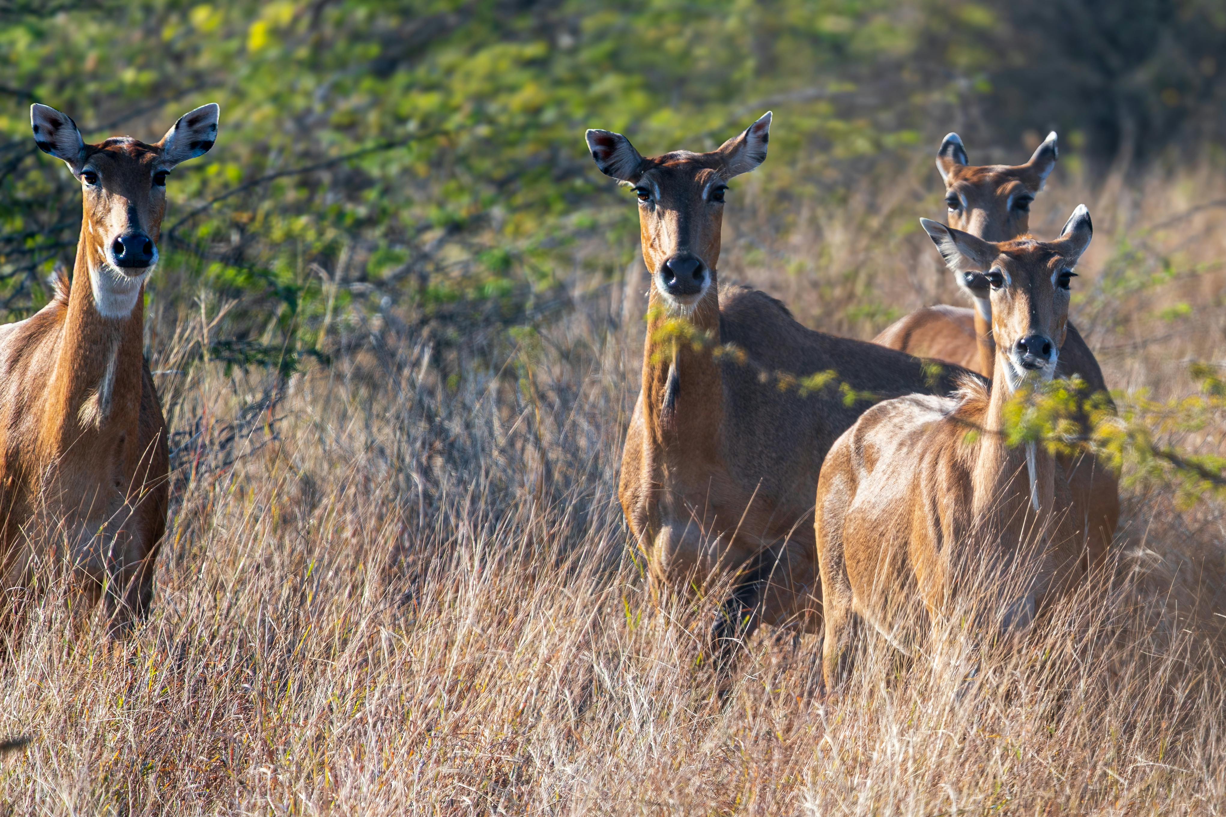 Gratuit De majestueuses antilopes nilgai paissent dans leur habitat naturel de prairies à Jamnagar. Photos