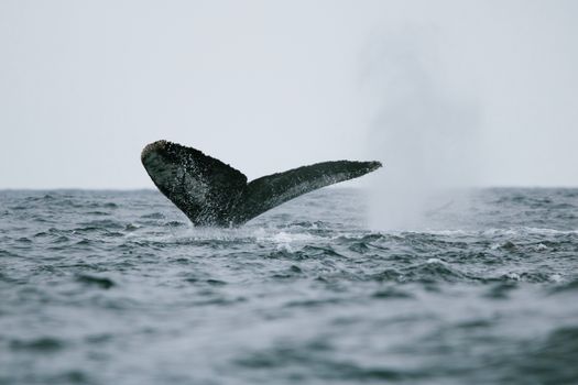 whale photo