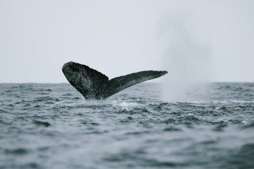 Free A captivating view of a humpback whale tail surfacing in Monterey Bay, California. Stock Photo