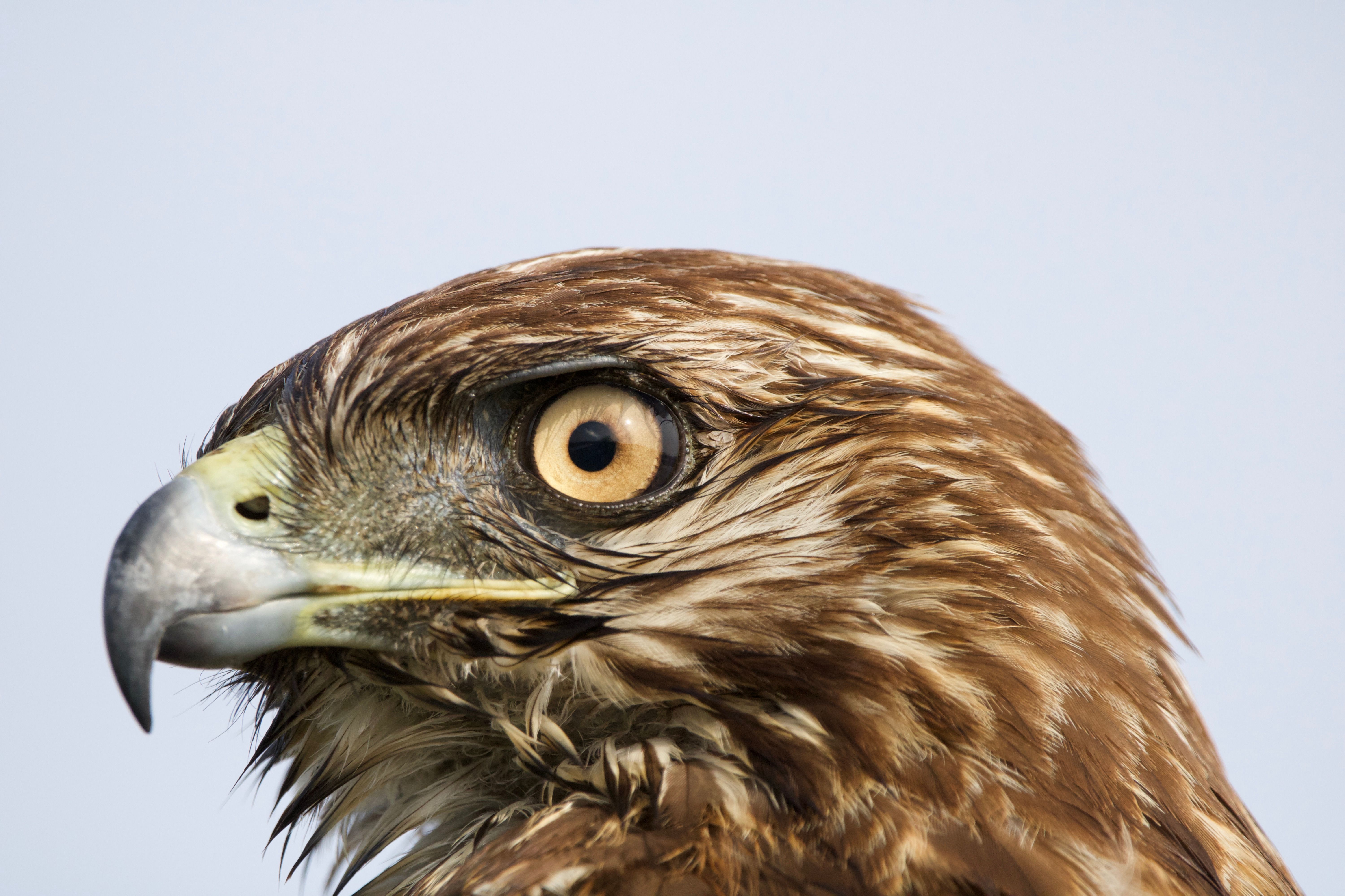 Close-Up Portrait of a Red-Tailed Hawk · Free Stock Photo