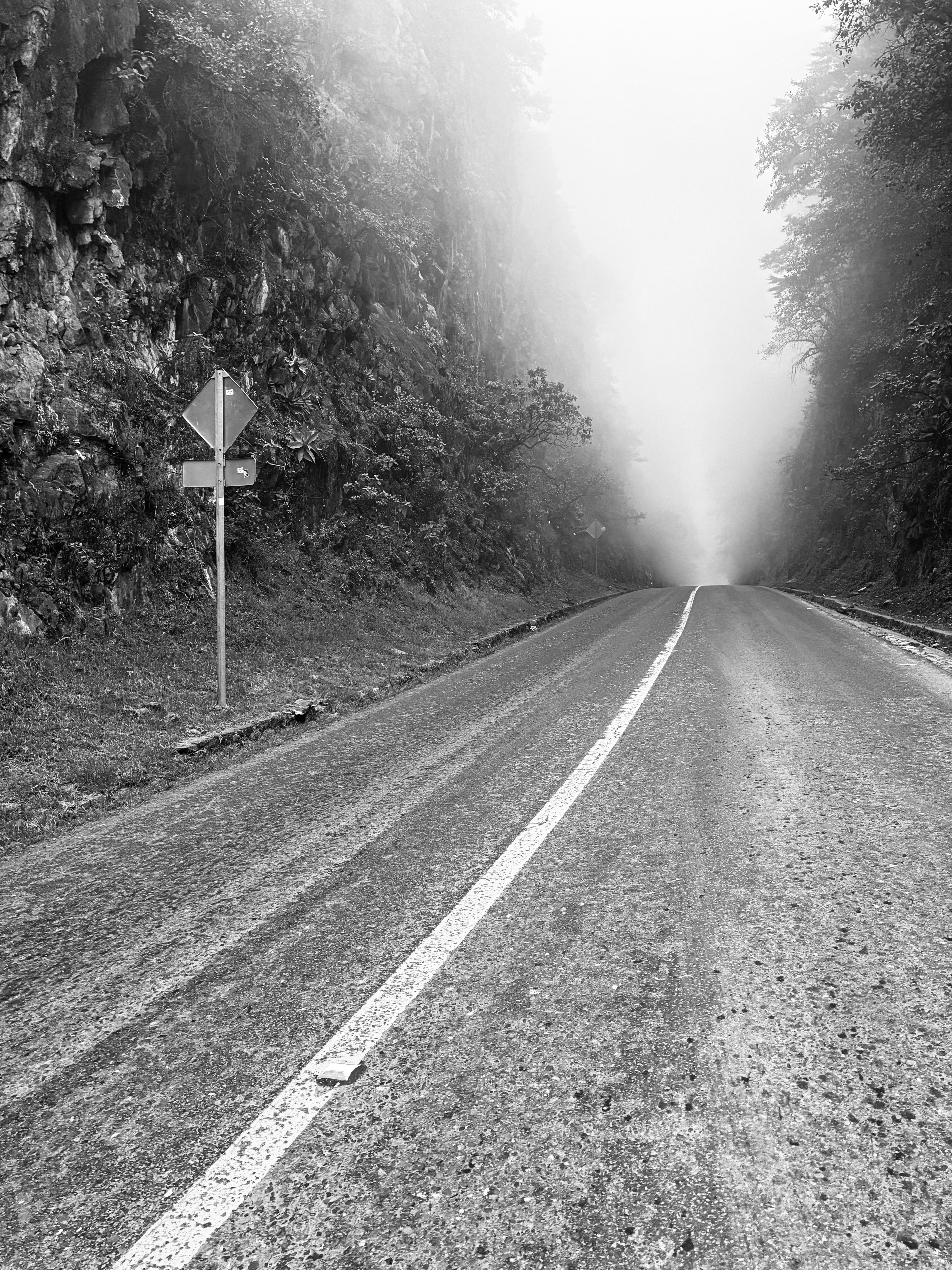 A mist-covered road through a dense forest creates a mysterious and serene atmosphere in black and white.