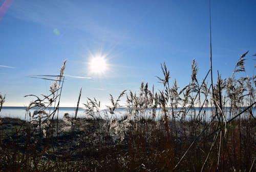 Free stock photo of blue sky, coast, reed