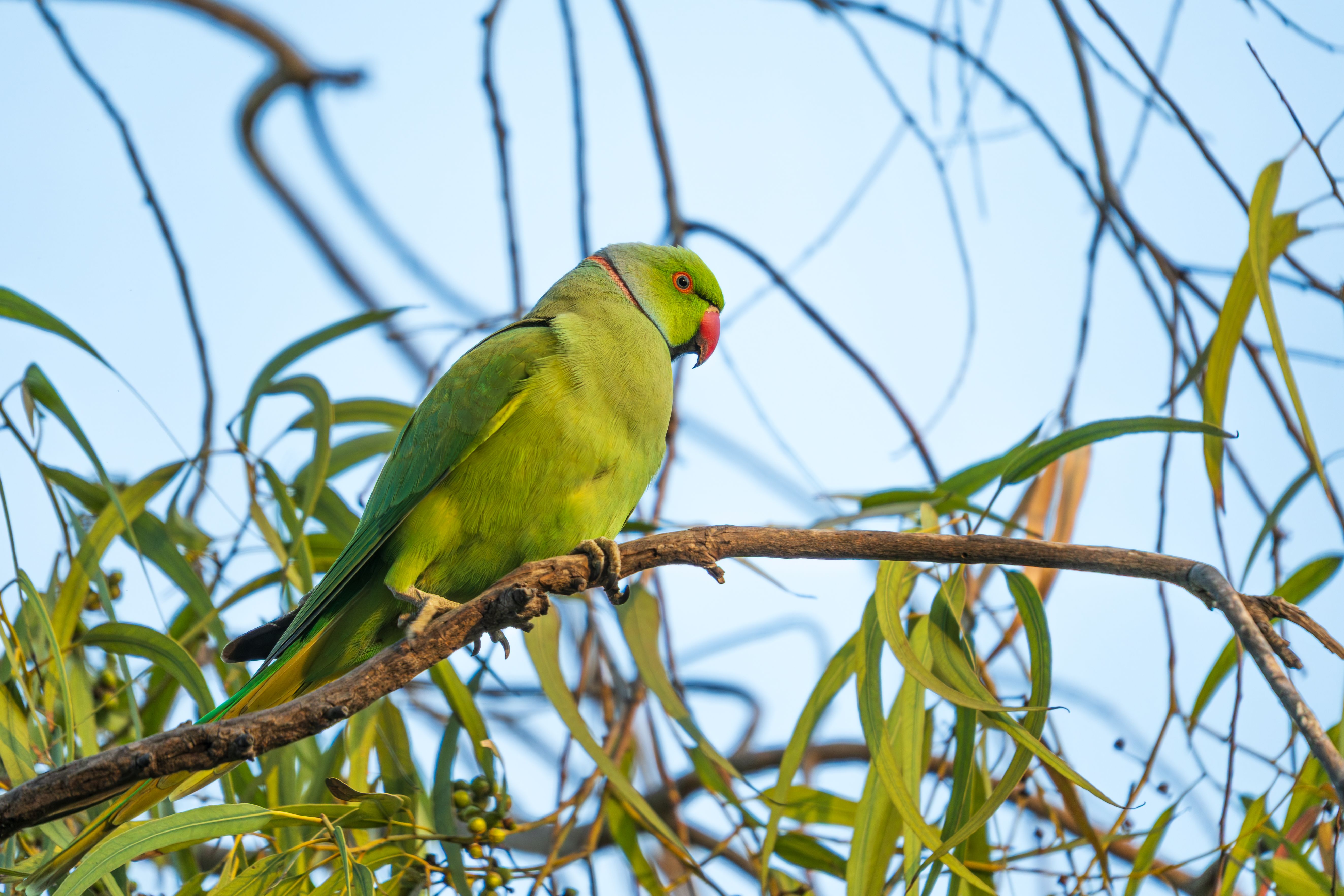 Vibrant Rose-ringed Parakeet on Branch · Free Stock Photo