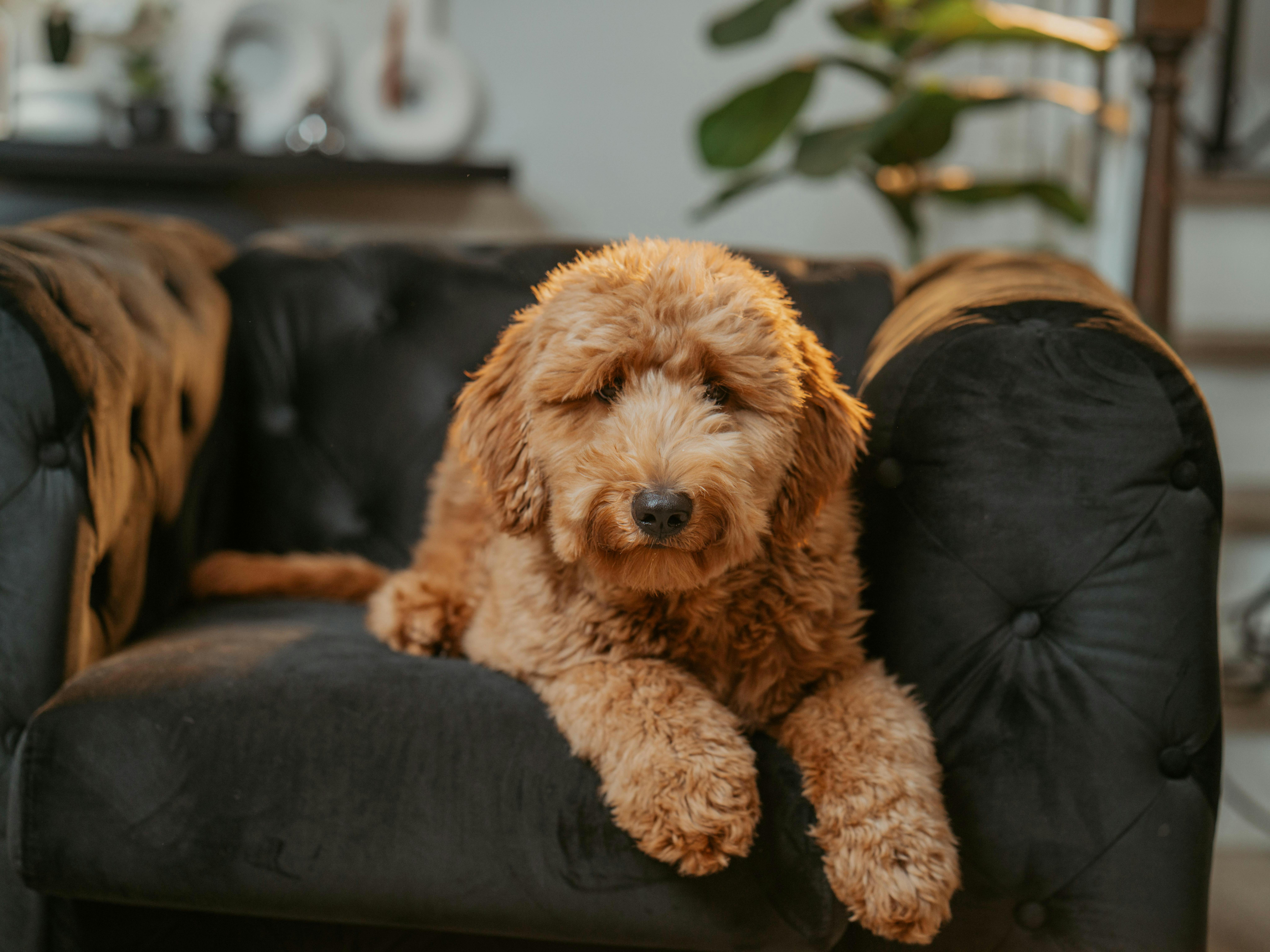 Adorable curly-coated dog lounging on a stylish black sofa in a cozy room.
