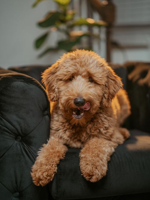 Free Cute Goldendoodle puppy relaxing indoors on a sofa, licking its lips. Stock Photo