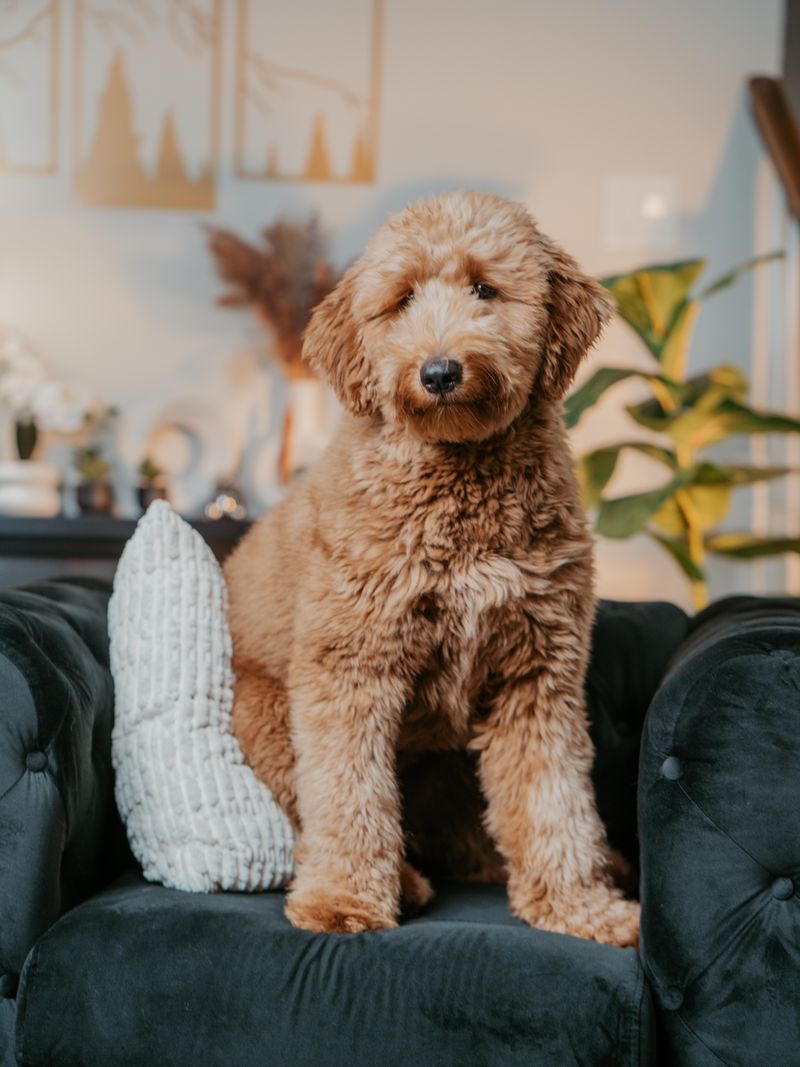 Nala - photo 1