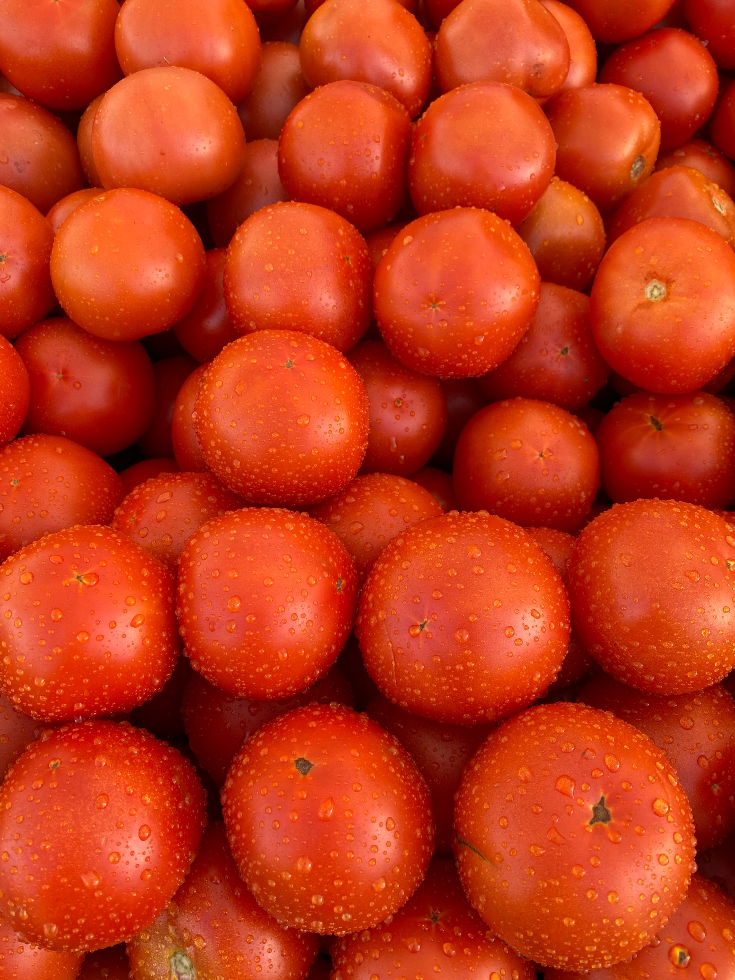Tomate Italiano (kg)