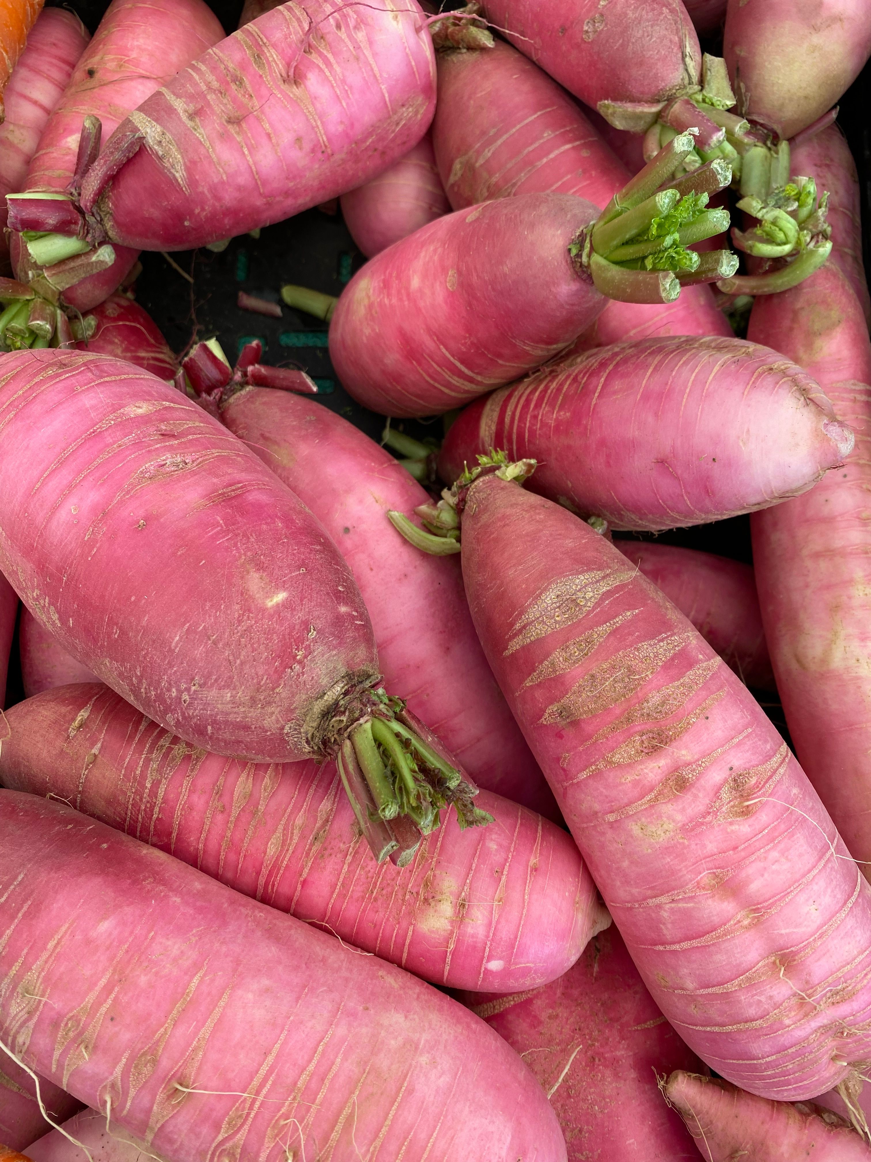 A close-up view of vibrant pink daikon radishes freshly harvested, showcasing their unique color and texture.