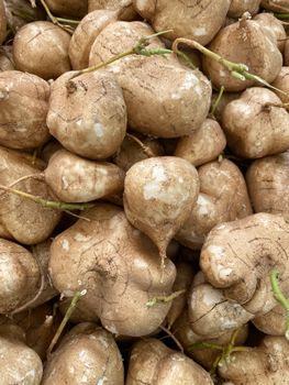 Jicama / Mexican Turnip (Cu Dau)