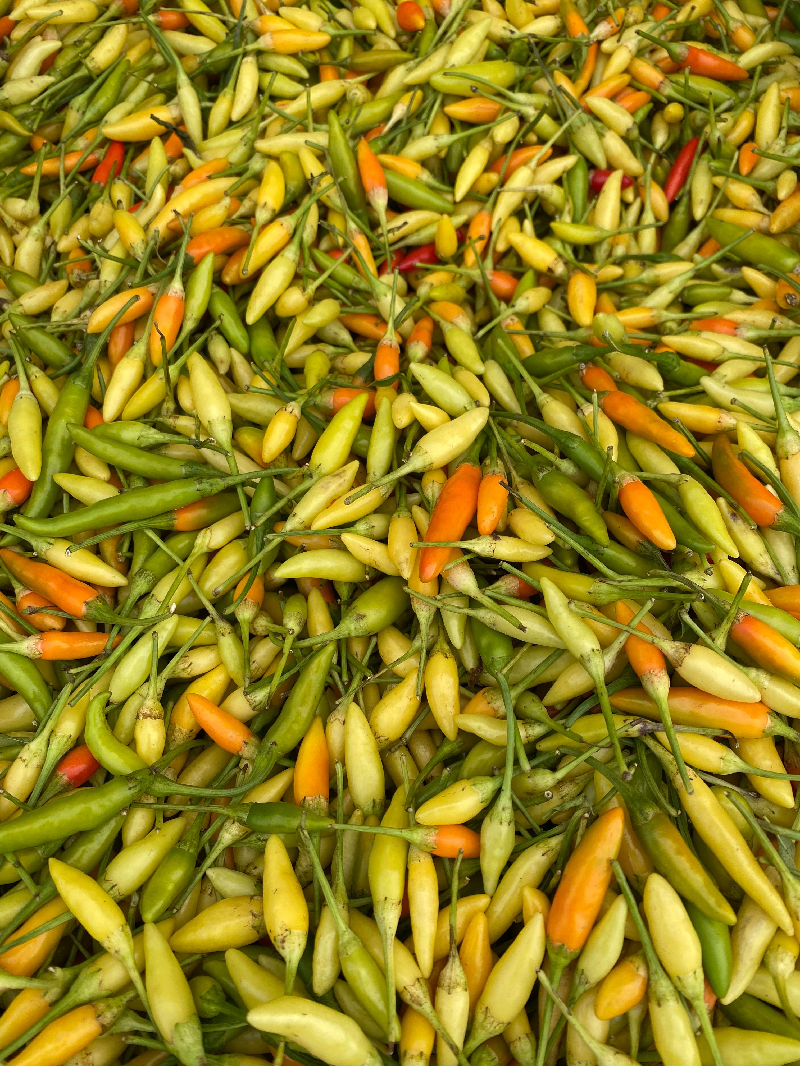 Fresh Vibrant Chili Peppers on Display · Free Stock Photo