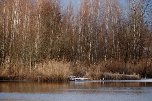 Serene winter scene with bare trees reflected in a calm lake under a blue sky.