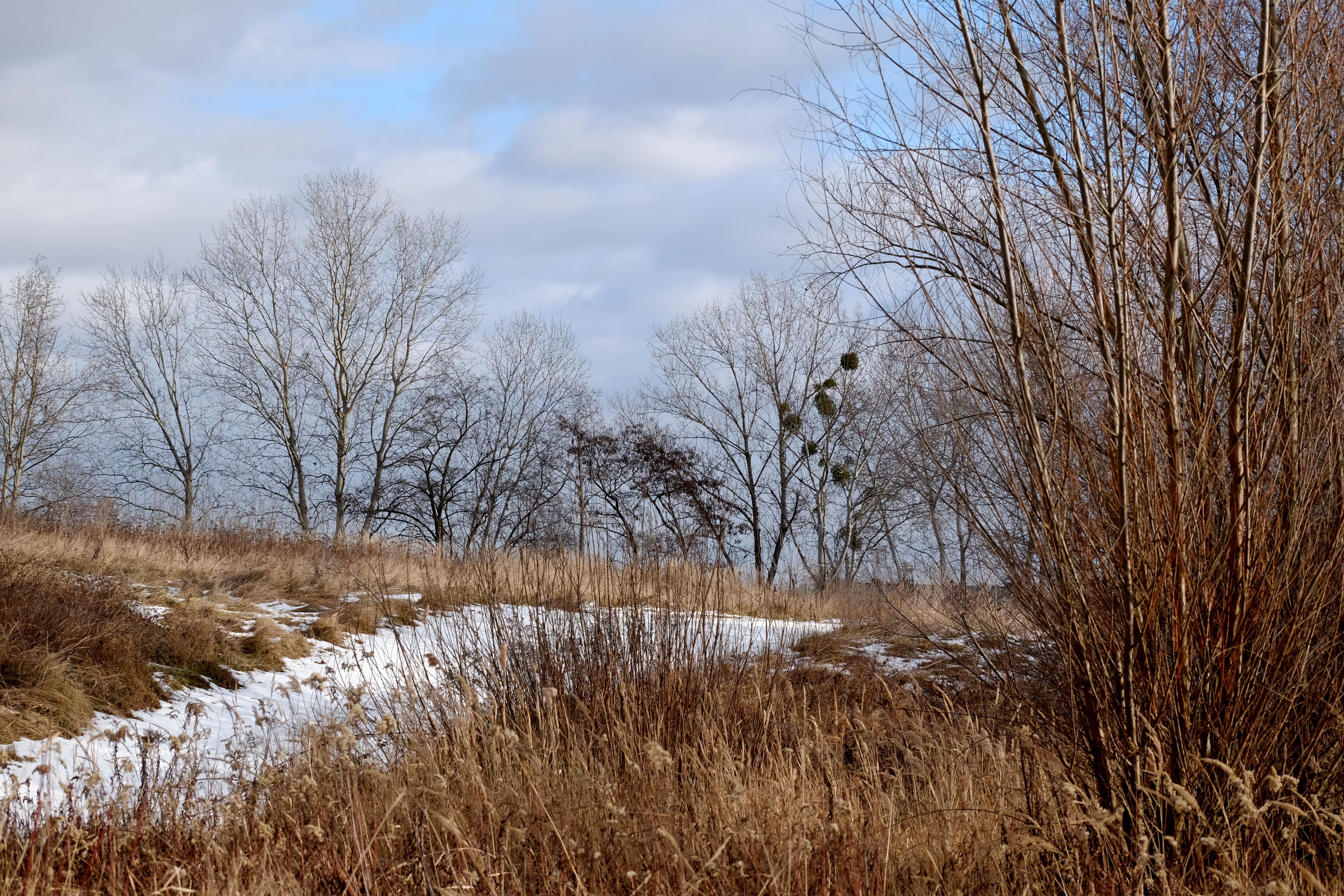 Winter Landscape with Bare Trees and Snowy Path · Free Stock Photo