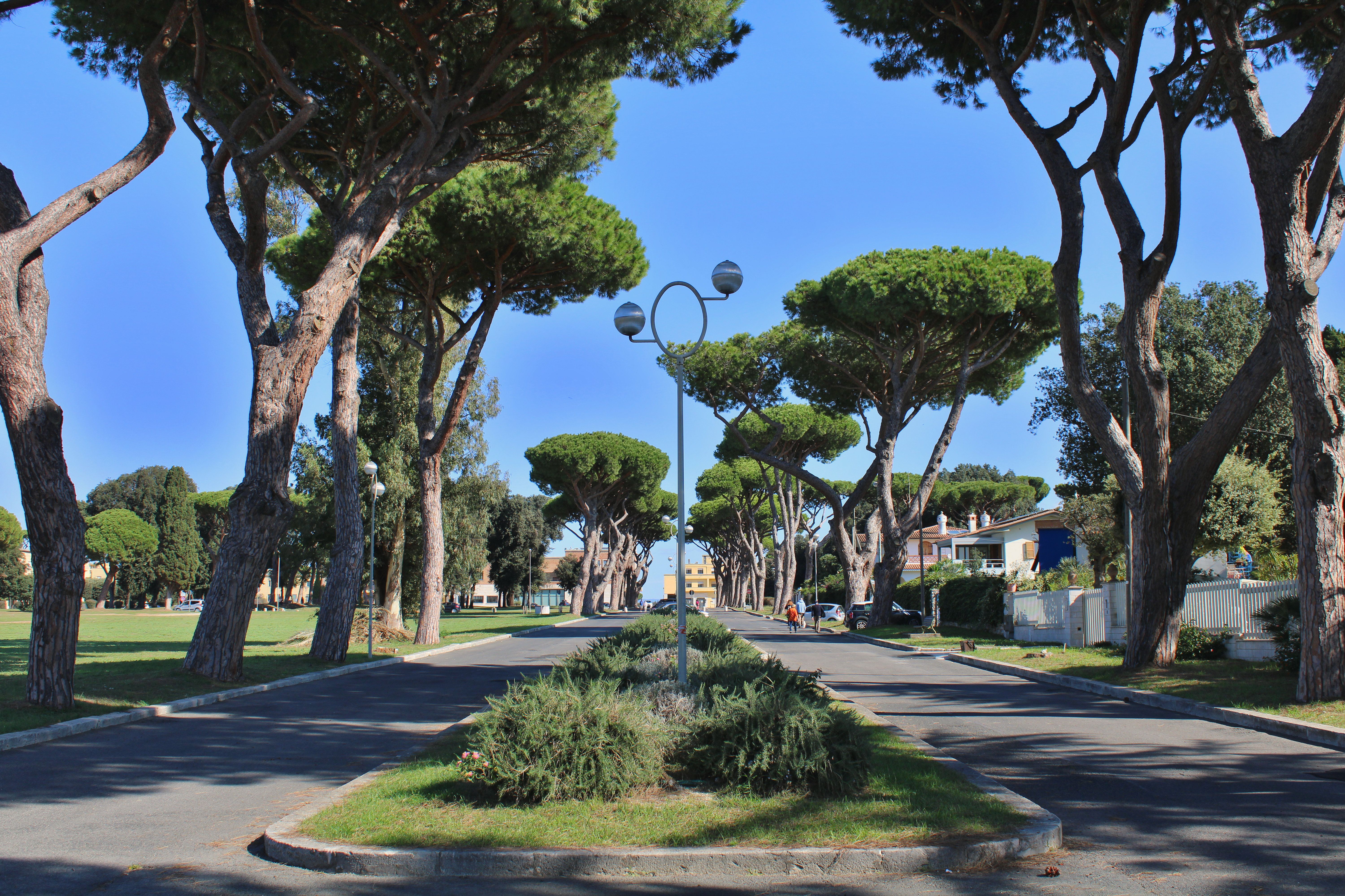 A picturesque street flanked by tall pine trees in sunny Sabaudia, Lazio, Italy.