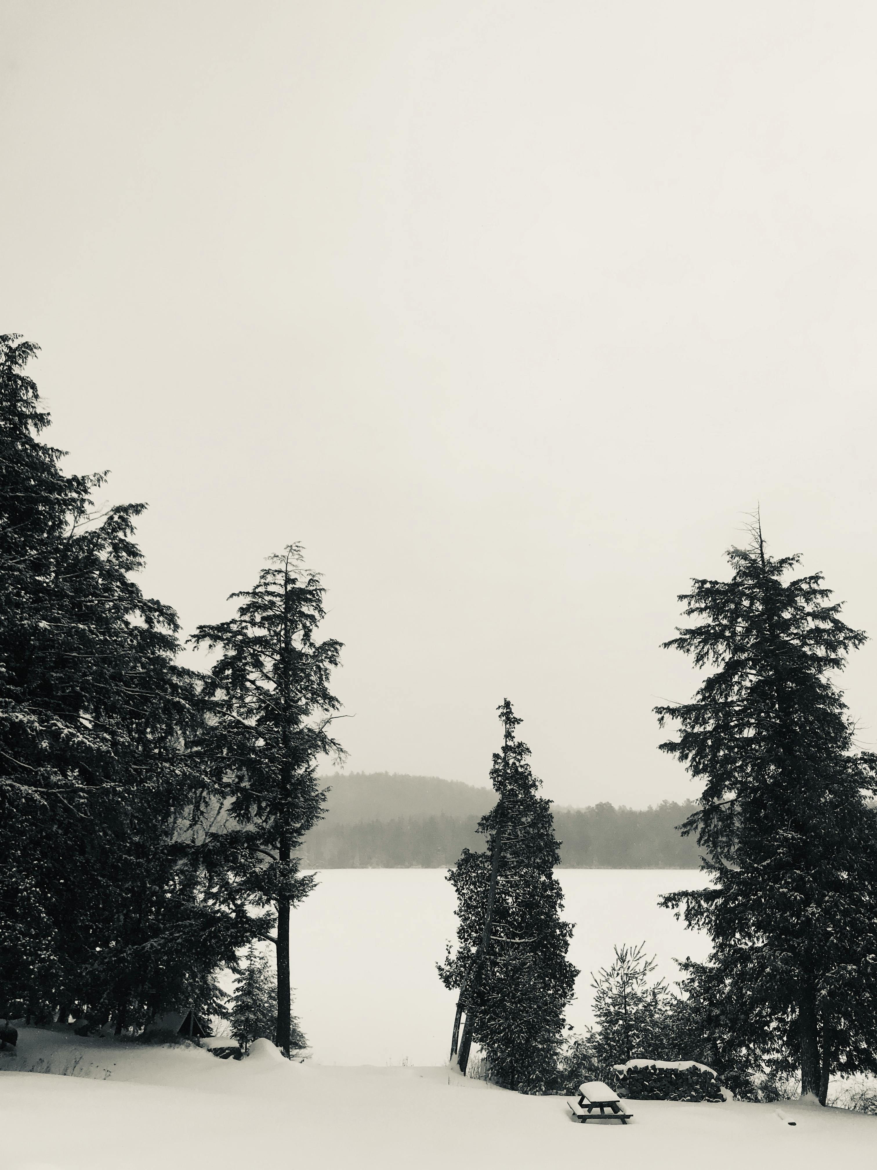 雾蒙蒙的天空下，白雪覆盖的针叶林呈现出一片宁静的冬日景象