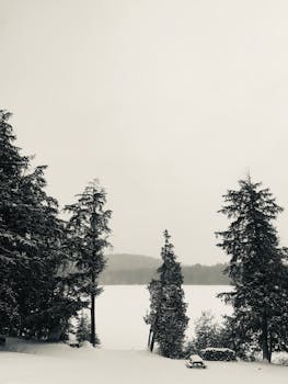 雾蒙蒙的天空下，白雪覆盖的针叶林呈现出一片宁静的冬日景象