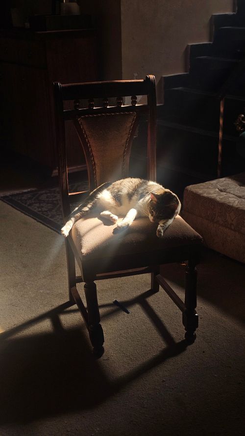 Free A cat enjoys a warm sunlight spot on a vintage chair indoors. Stock Photo