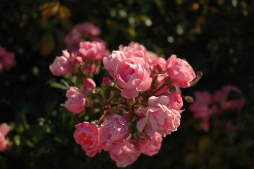 Free A close-up of vibrant pink roses in full bloom, capturing their delicate beauty. Stock Photo