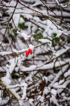 Image by Sergej  *****