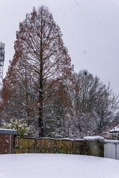 Serene backyard covered in snow with bare trees and a tranquil atmosphere.