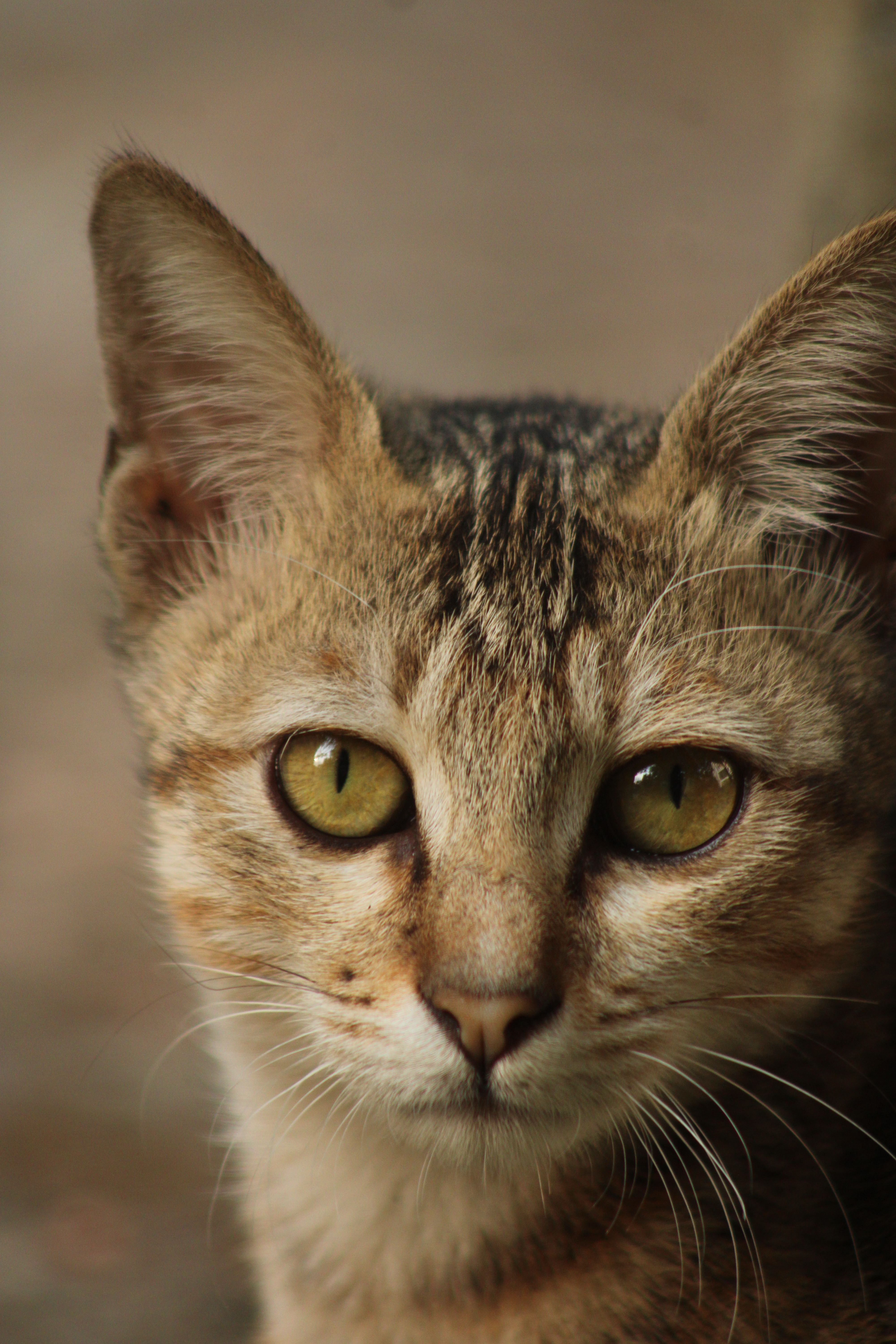 Intimate close-up of a domestic cat with vibrant eyes and detailed fur texture.
