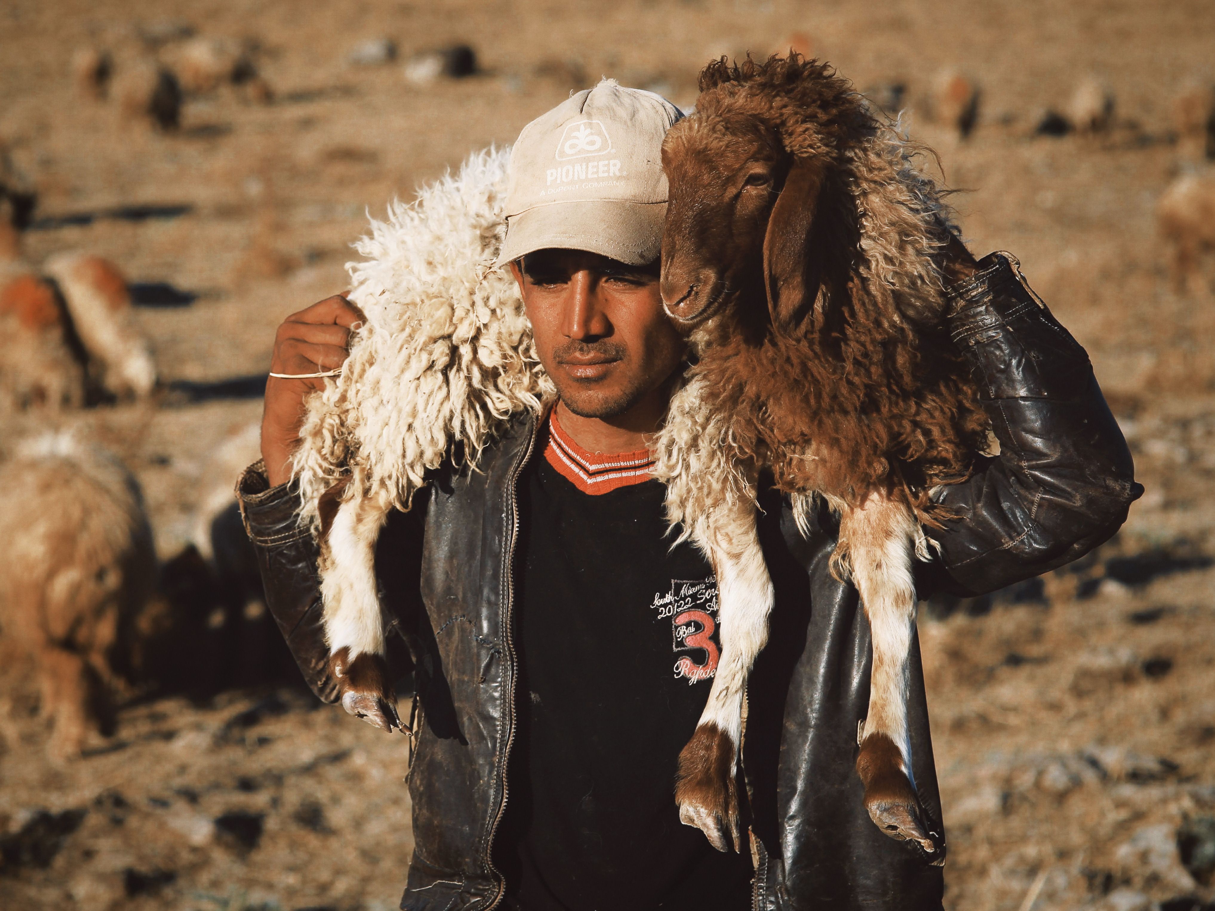 Leather; further prepared after tanning or crusting, including parchment-dressed leather, of animals (other than sheep and lambs, goats and kids, swine and reptiles), without wool or hair on, whether or not split, other than leather of heading 41.14