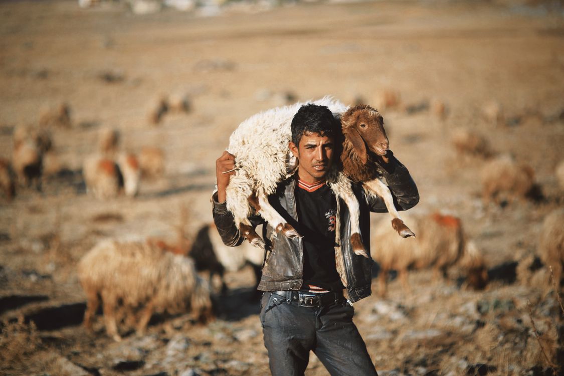 Rural Shepherd Carrying Sheep in Open Field · Free Stock Photo
